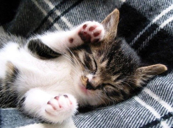 Раиса Сапельникова