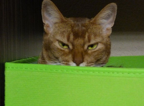 Мария Даниленко