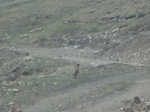 Алишер Долотов