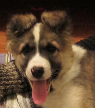 Максим Егоров