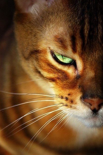 Ирина Семенова