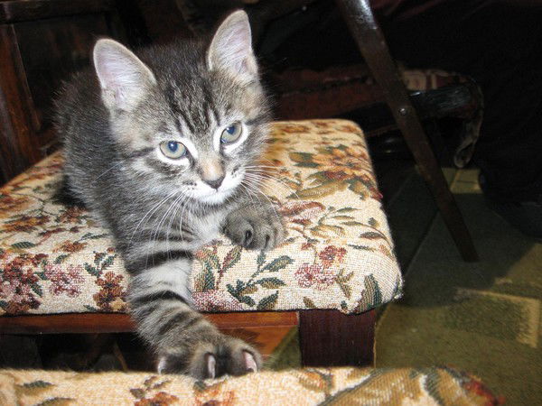 Серафима Чаплыгина