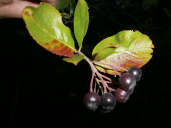 Лорик Запорожье