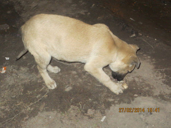 Андрей Качуровский