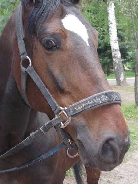 Андрей Чистов