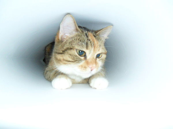 Екатерина Кладченко