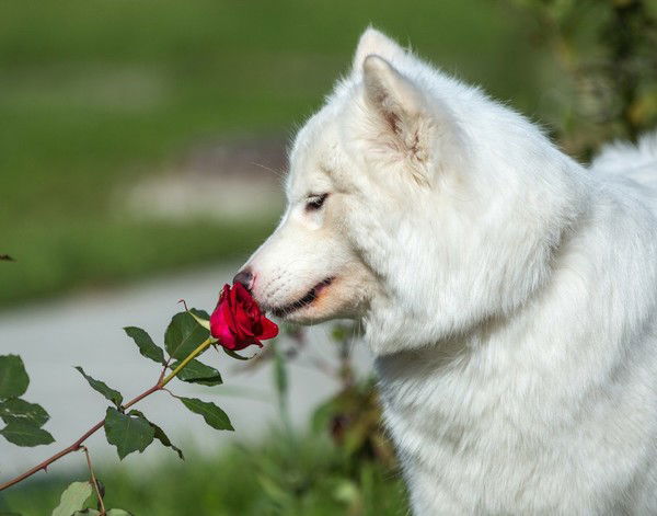Ксения Пуркаева