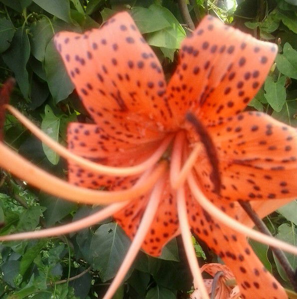 Замзагуль Магавина