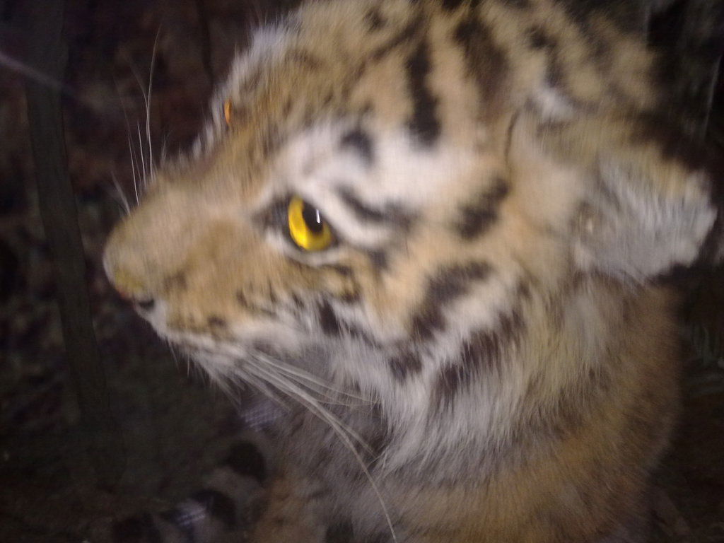 Виталий Горбуля