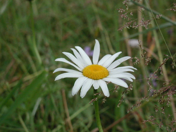 Светлана Петрова