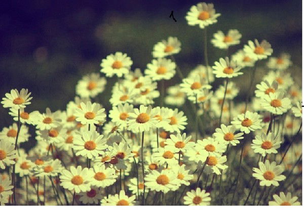 Алексей Алексеев