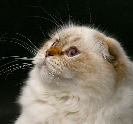 Екатерина Веприцкая