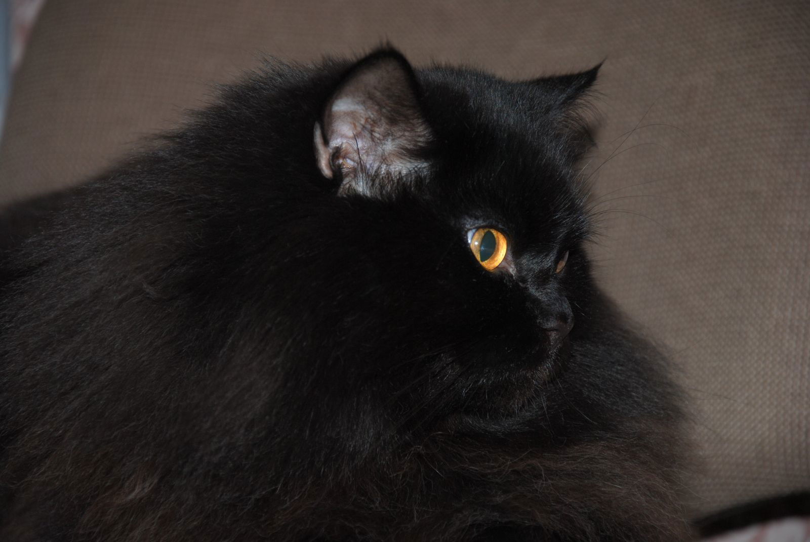 алевтина тандуева