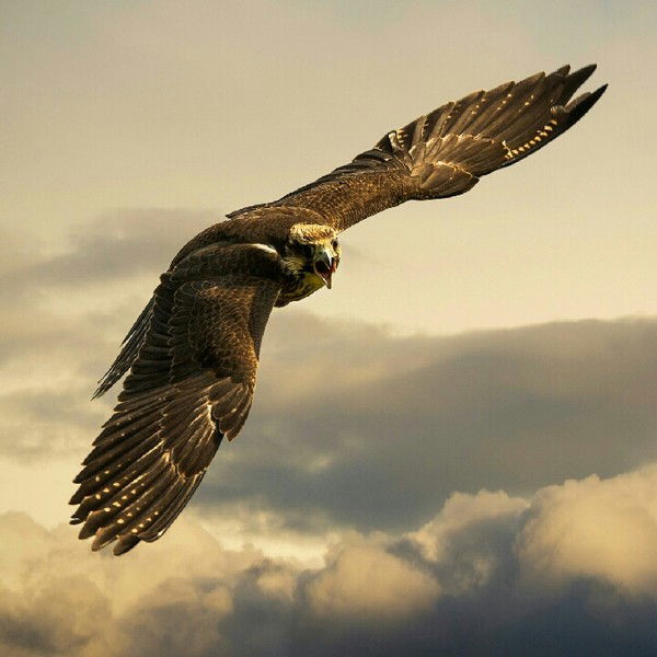 Генна Павлов