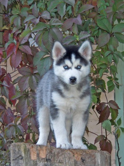 Сергей Миничев