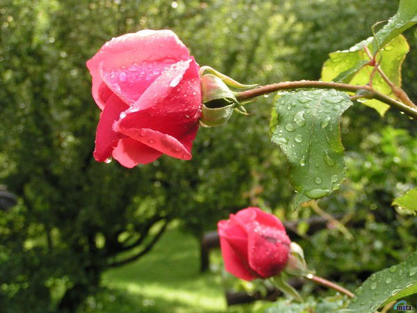 Ольга Артамонова