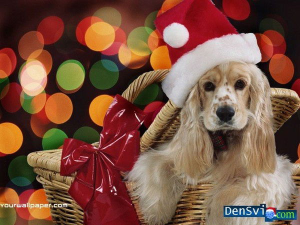 Алексей *******