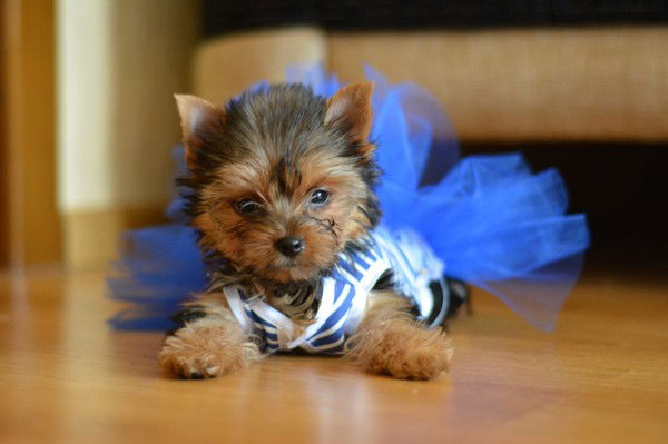 Алина Полуненко