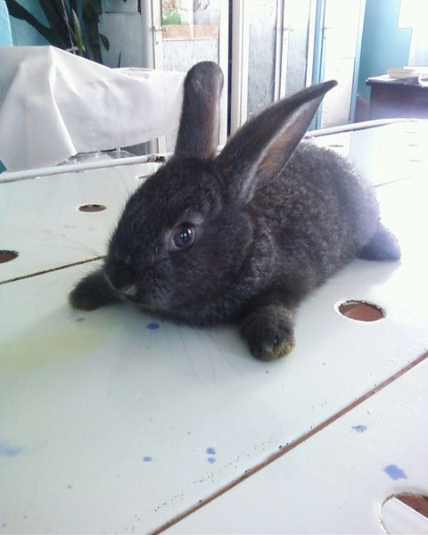 Людмила Булипоп