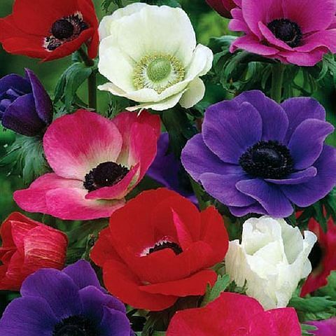 Анна Пуголь