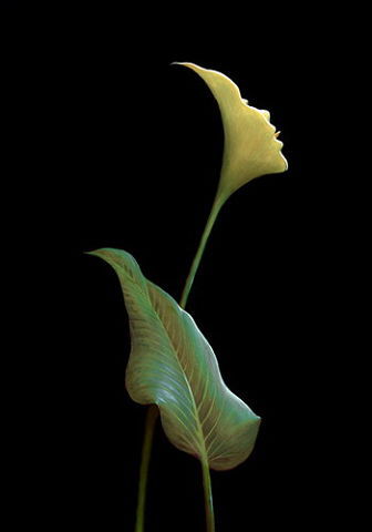 София Долгушевская