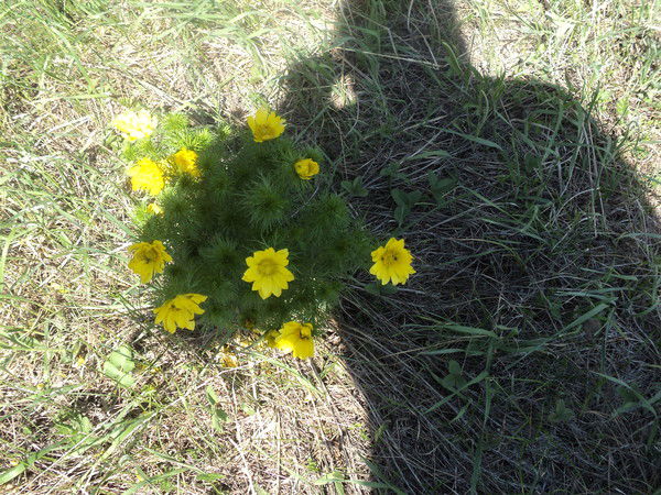 Екатерина Пловникова