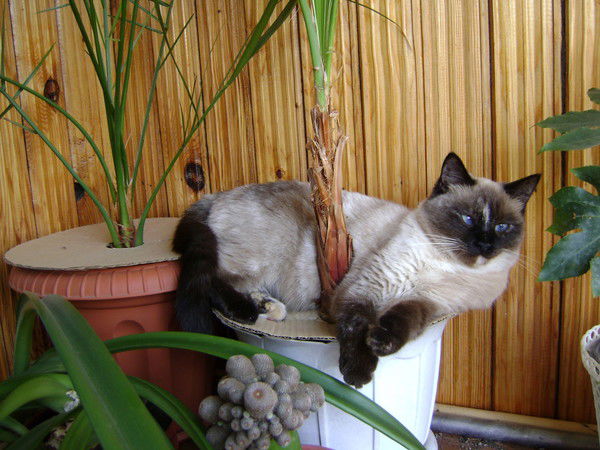 Марина Розаренова