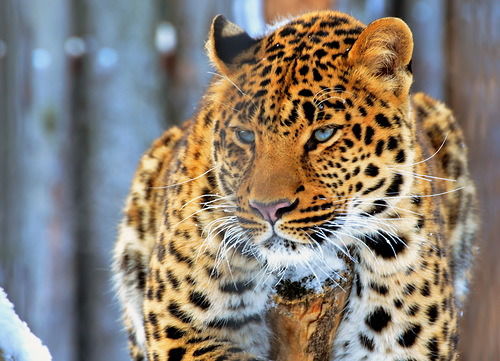 Ненормальная_ Девка