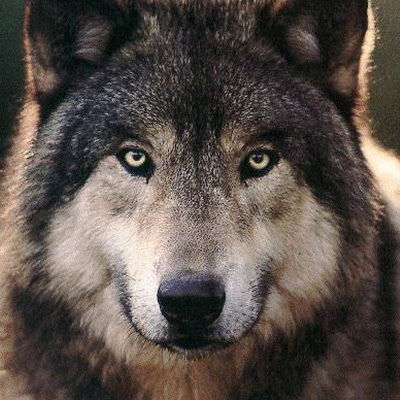 Витя Волков