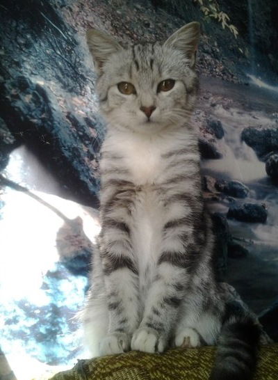 Кристина Королькова