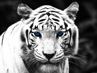 Артур Барышников