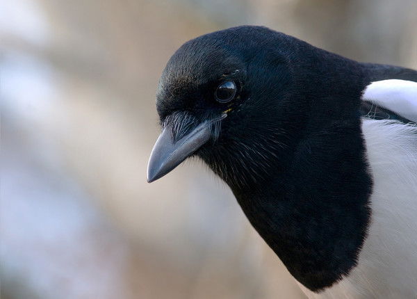 Виталий Сорокин