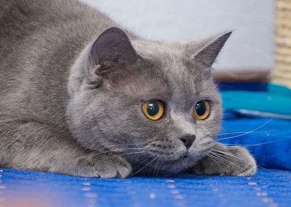 Татьяна Железнова