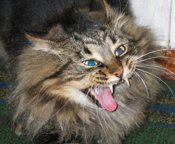 Любовь Кутузова