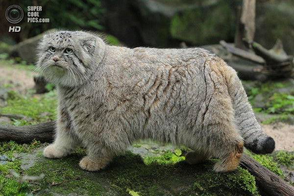 Фаворитстрой Ооо