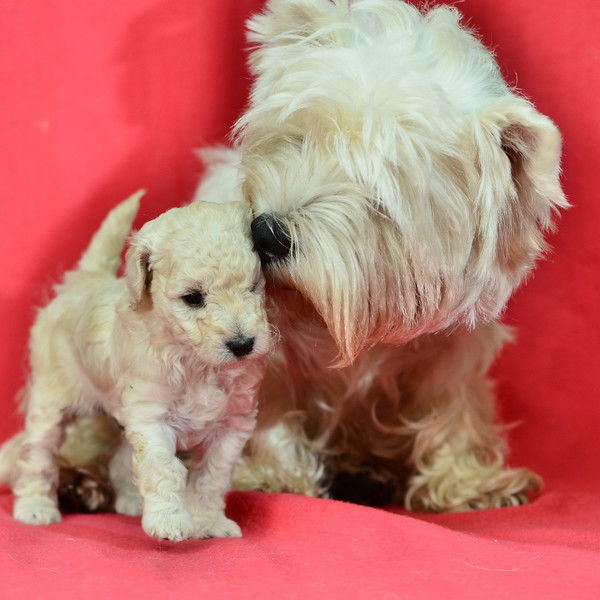 Ольга Голодяева