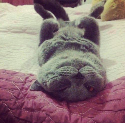 Яна Присакарь