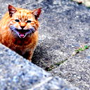 Sad Cat