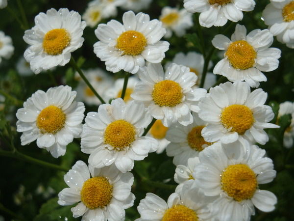 Индира Даутова