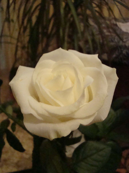 Альбина Марданшина