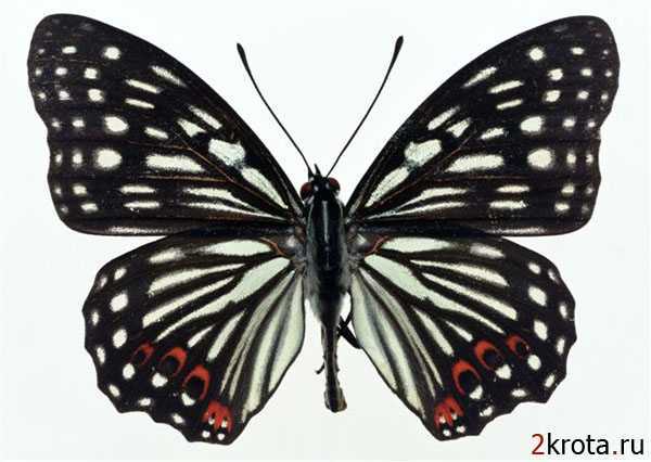 Светлана Панфилова