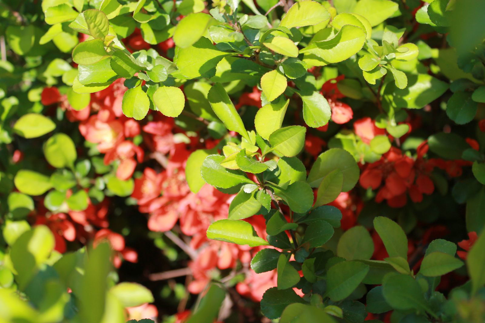 Алла Баранова(Брызгаловская)