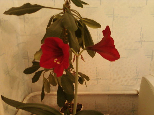 Марина Аминева