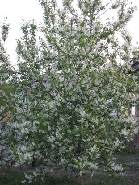 Ольга Горячая