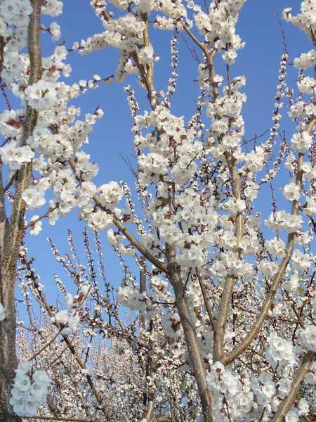 Алла Григулич