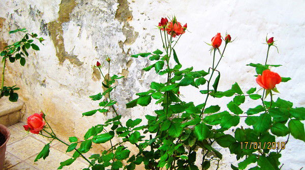 Ксения Иванова