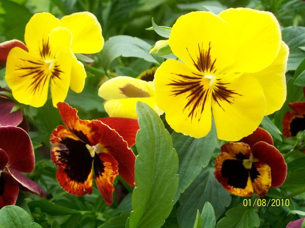 Анна Пляскина