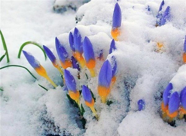 Ліана Грицюк