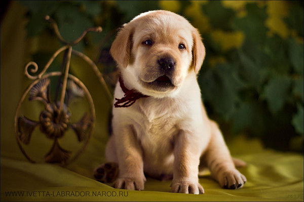 Удалова Ольга