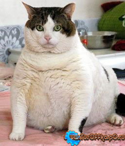 Елена Каткова